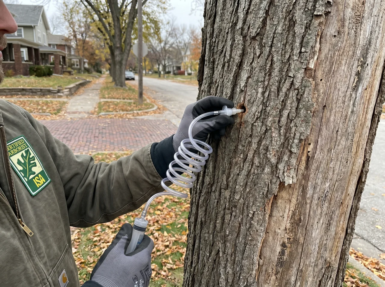 Tree Fertilization & Deep Root Feeding in DeLand, Florida